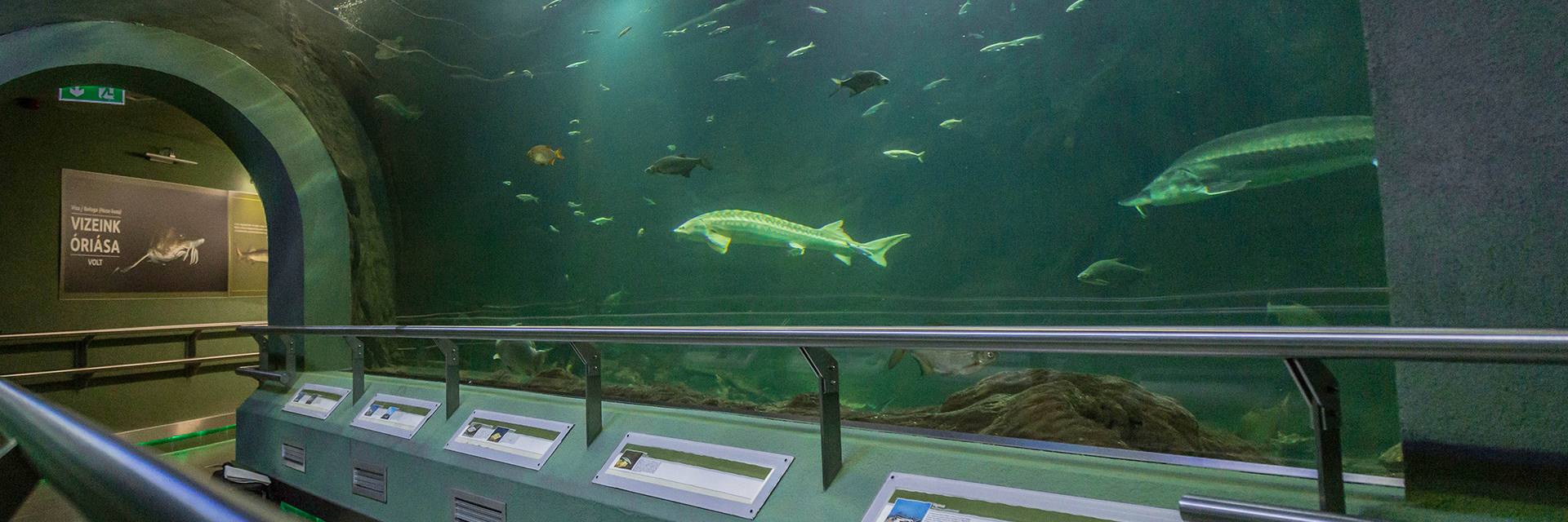 Magyarországon egykoron élt halóriást, a vizát csodálhatjuk meg